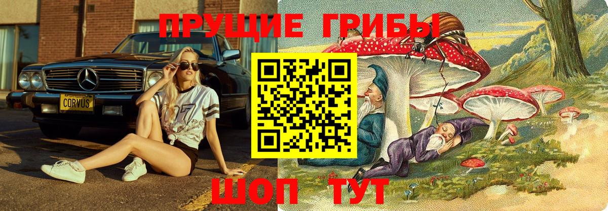 Королёв  где продают наркотики  Вход с VPN  Галлюциногенные грибы Psilocybe 